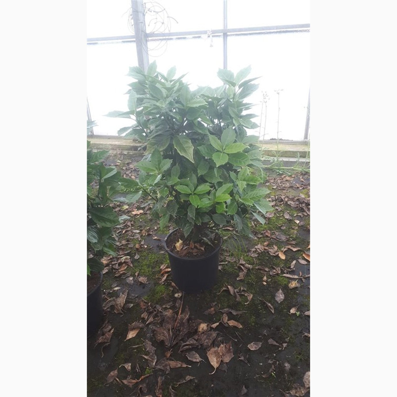 Japansk lagerbuske – Aucuba jap. 'Rozannie' - C12 80-100 CM